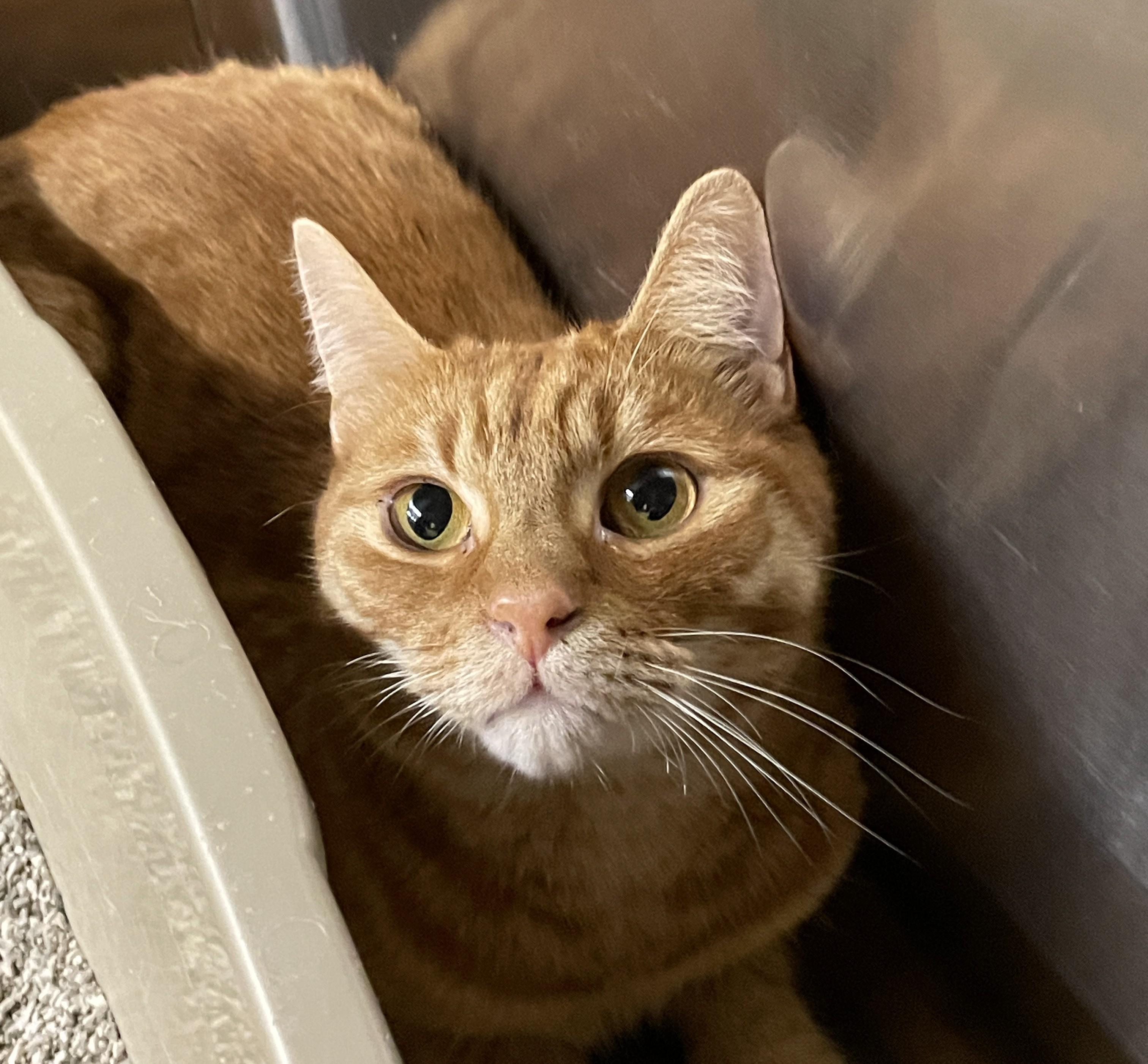 Sloan, Adoptable, Adult Male Tabby.