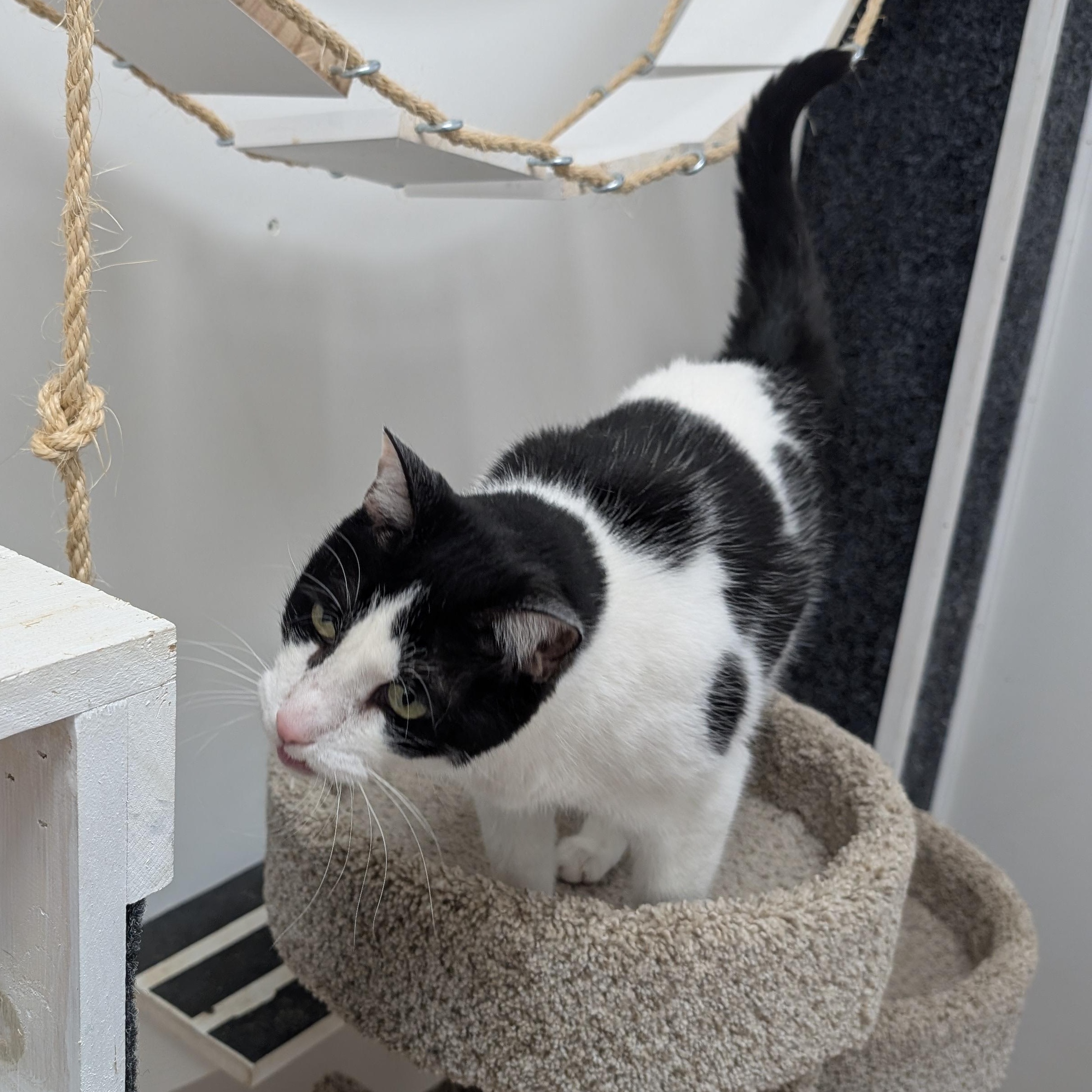 Enlarge Popeye, a ADOPTABLE Domestic Short Hair in St. Augustine, FL image 1/5