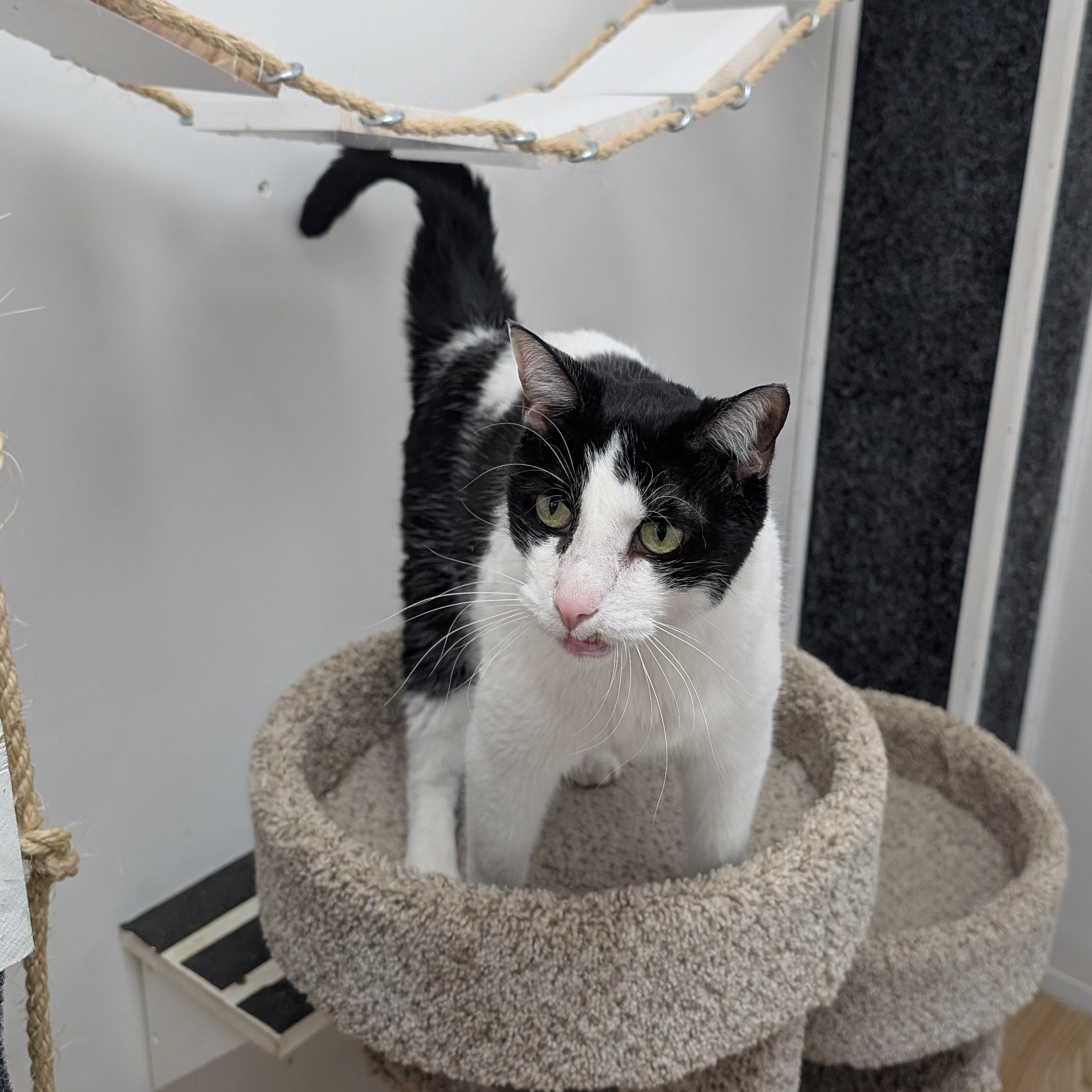 Enlarge Popeye, a ADOPTABLE Domestic Short Hair in St. Augustine, FL image 4/5