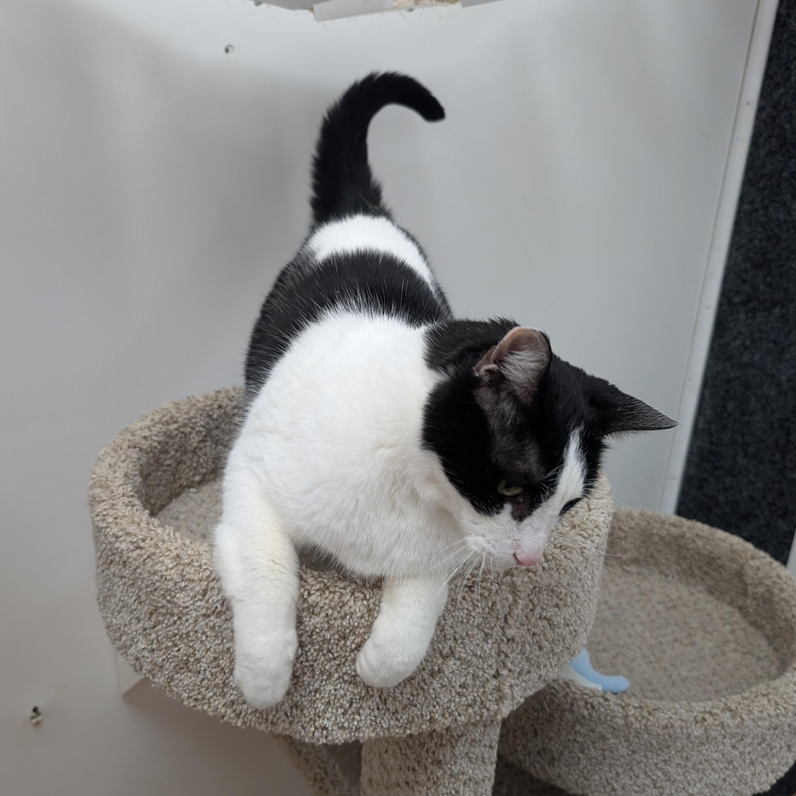 Enlarge Popeye, a ADOPTABLE Domestic Short Hair in St. Augustine, FL image 2/5