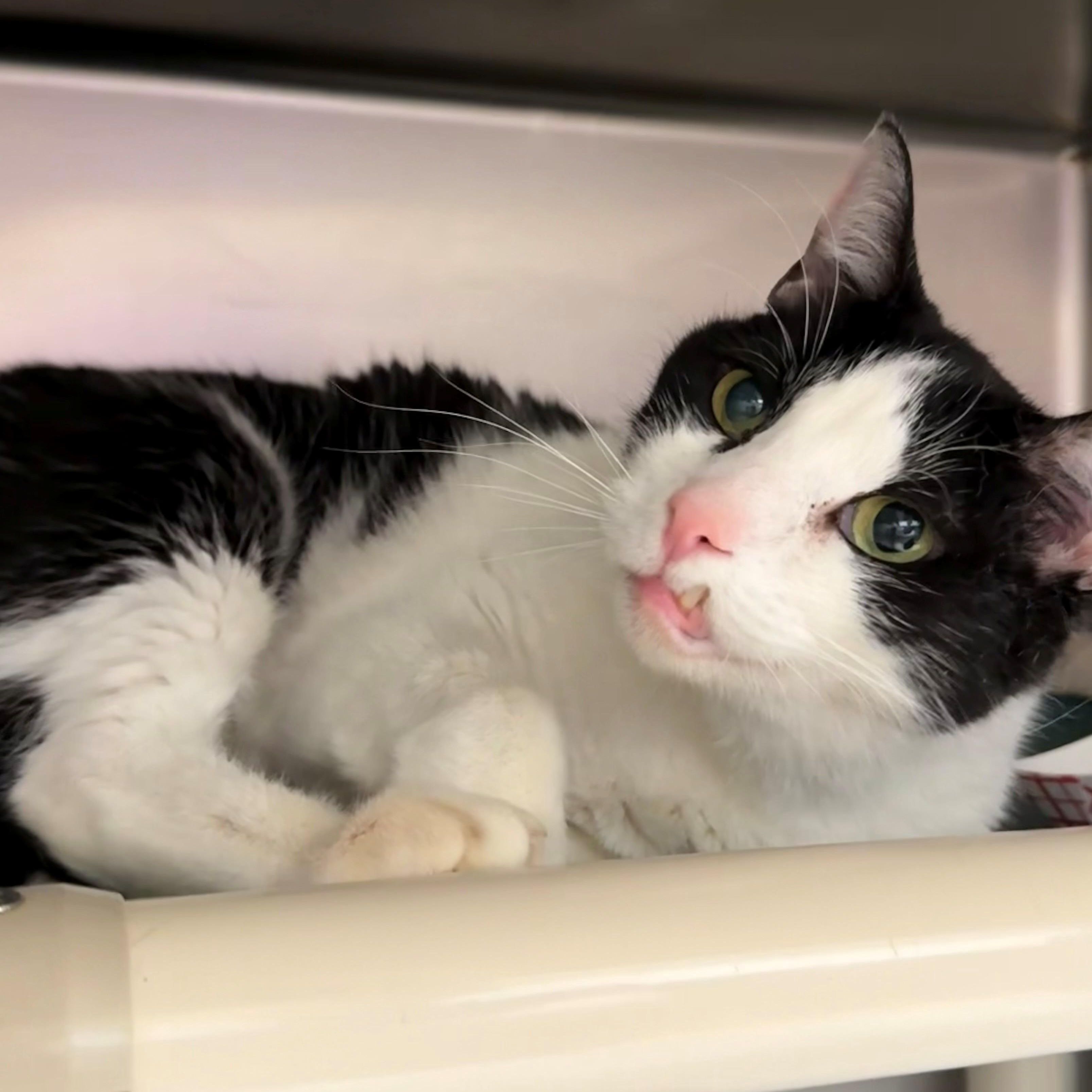 Enlarge Popeye, a ADOPTABLE Domestic Short Hair in St. Augustine, FL image 3/5