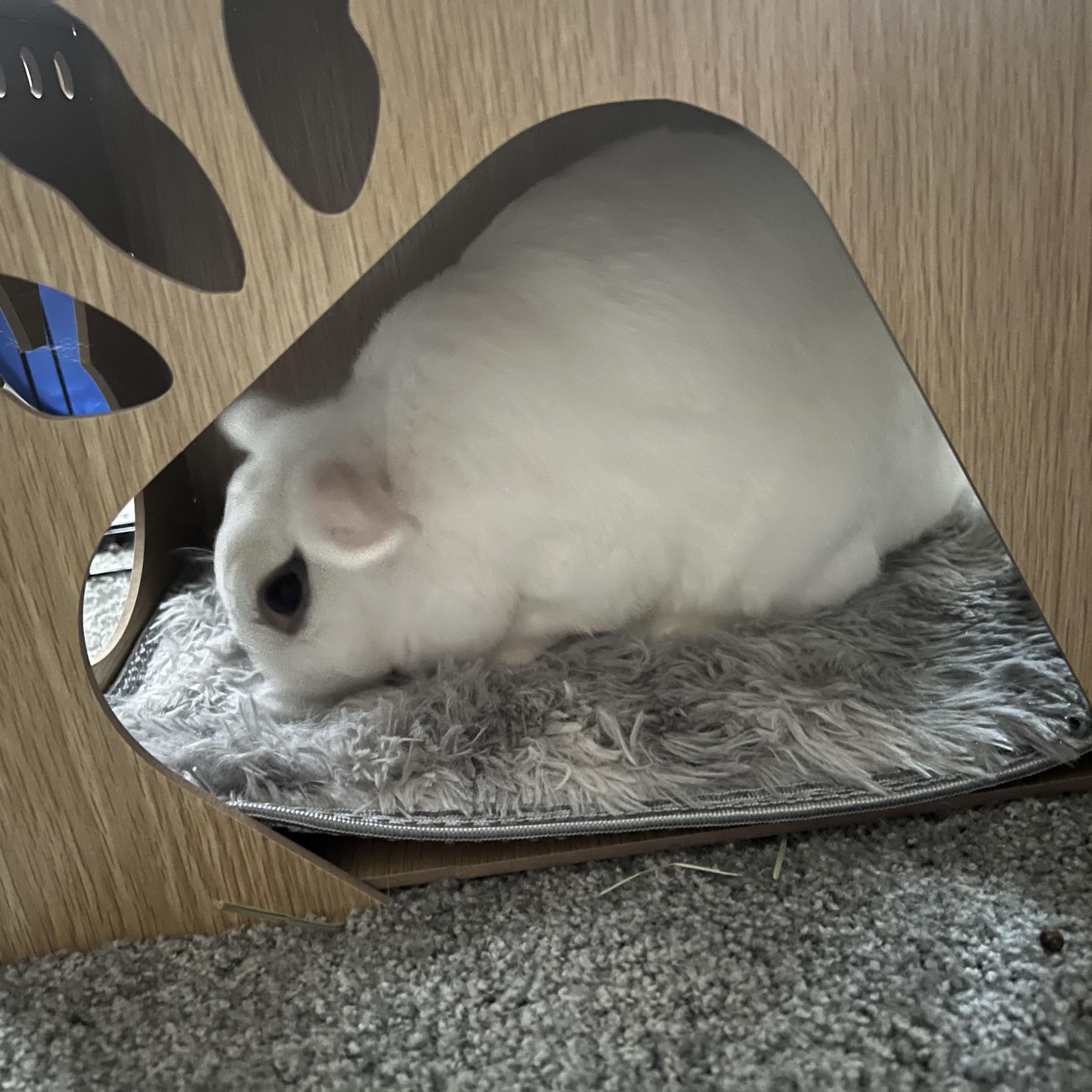 Enlarge Mulan, a Adoptable mixed breed in Cream Ridge, NJ image 5/6