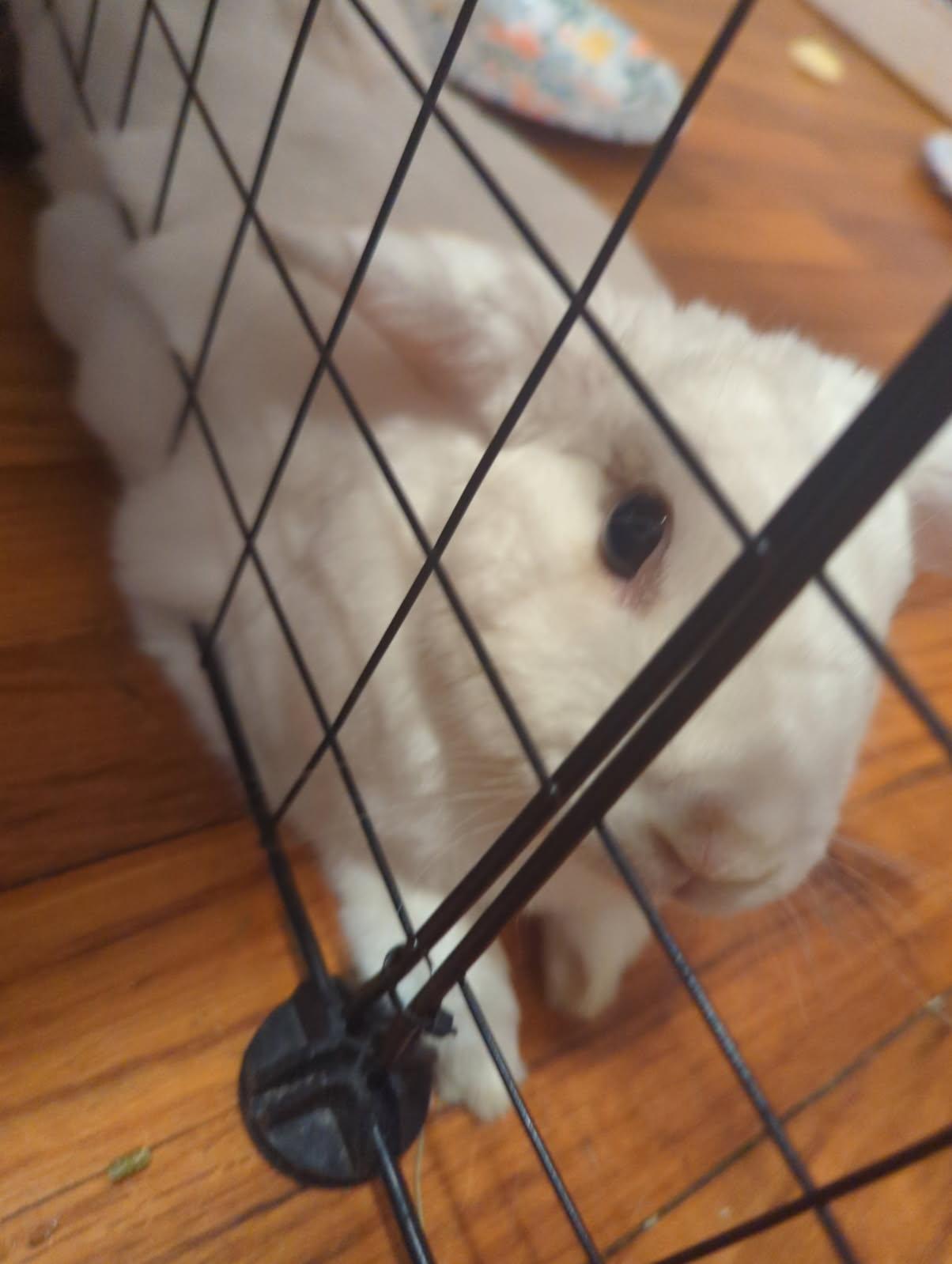 Enlarge Mulan, a Adoptable mixed breed in Cream Ridge, NJ image 4/6