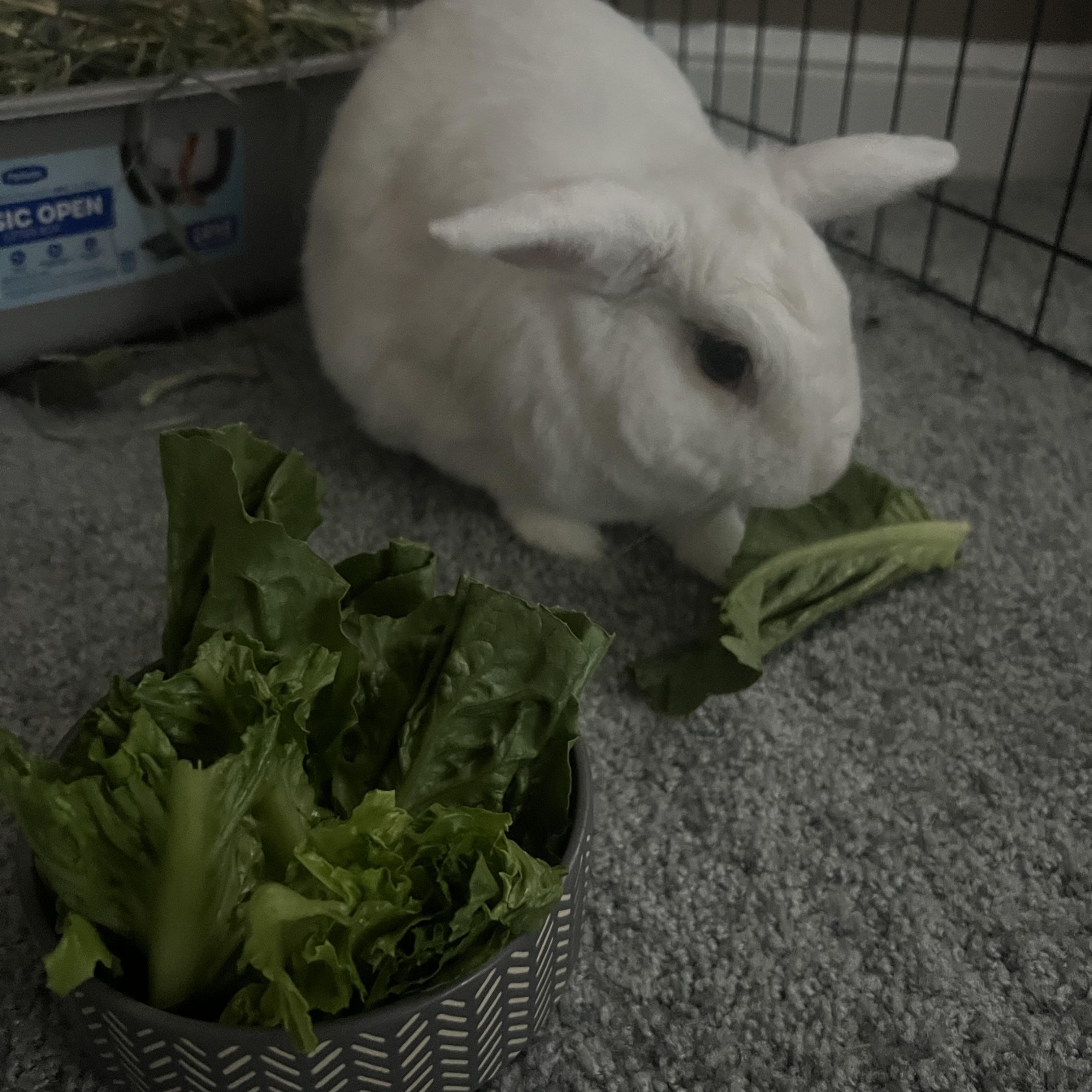 Enlarge Mulan, a Adoptable mixed breed in Cream Ridge, NJ image 3/6