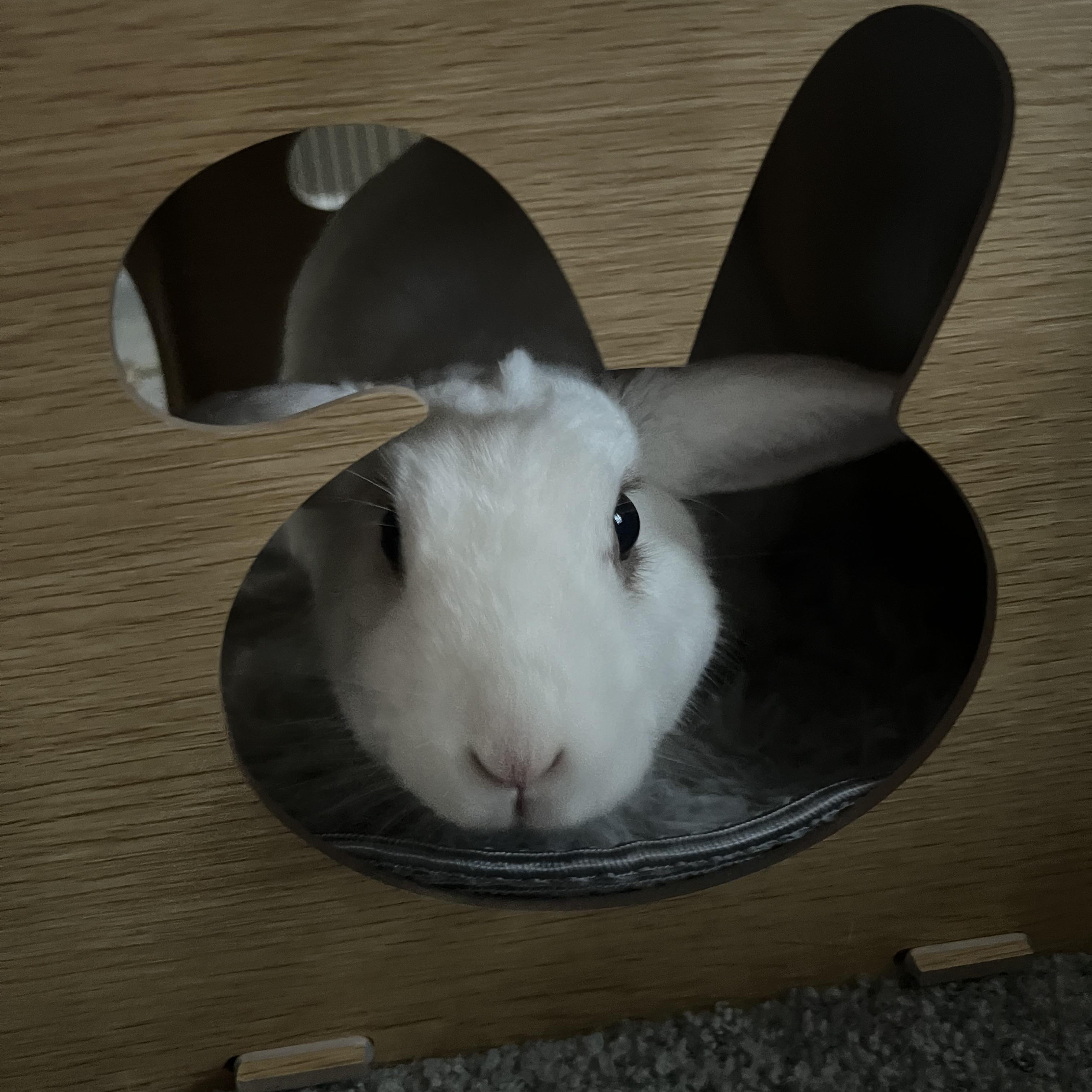 Enlarge Mulan, a Adoptable mixed breed in Cream Ridge, NJ image 2/6