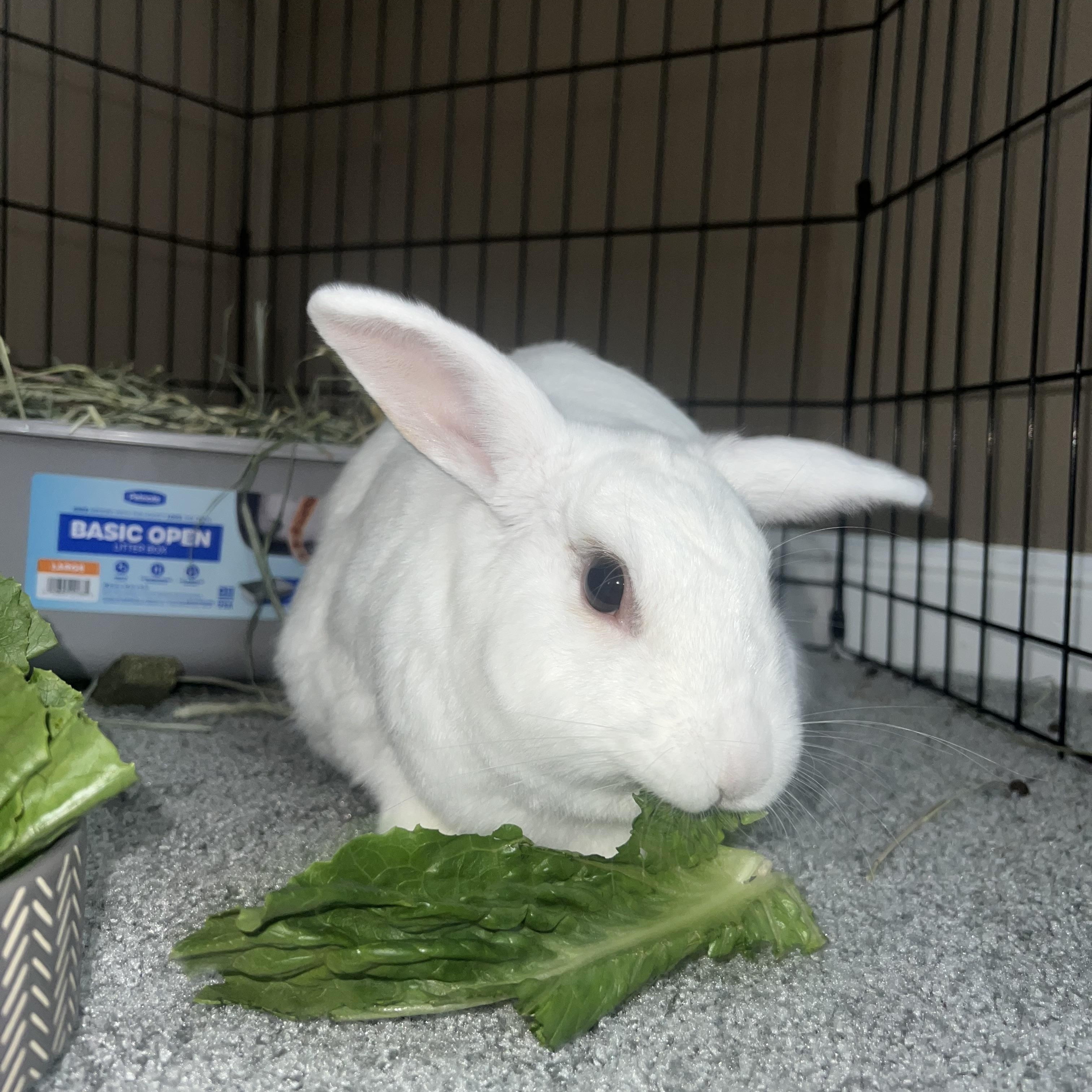 Enlarge Mulan, a Adoptable mixed breed in Cream Ridge, NJ image 6/6