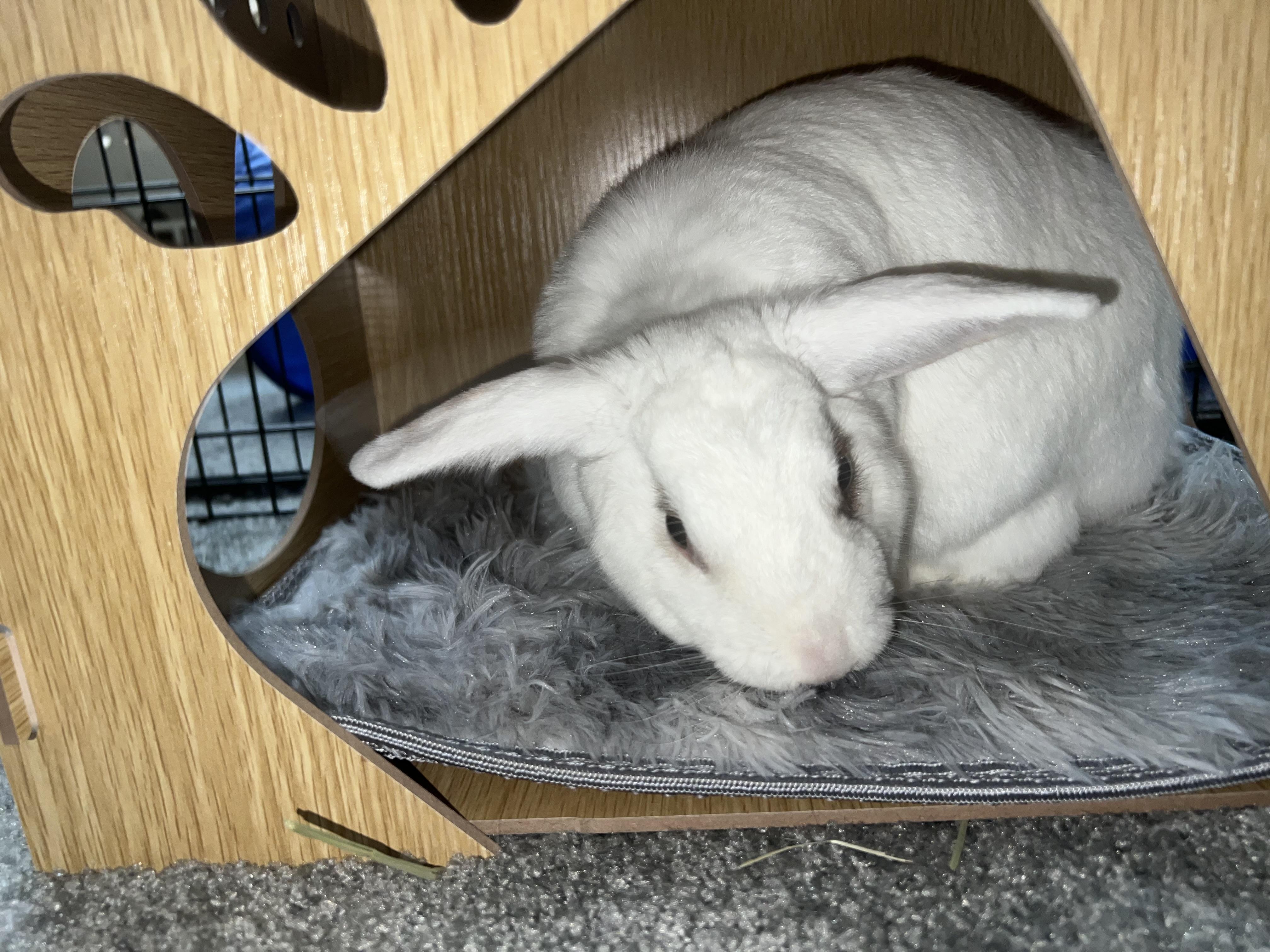 Enlarge Mulan, a Adoptable mixed breed in Cream Ridge, NJ image 1/6