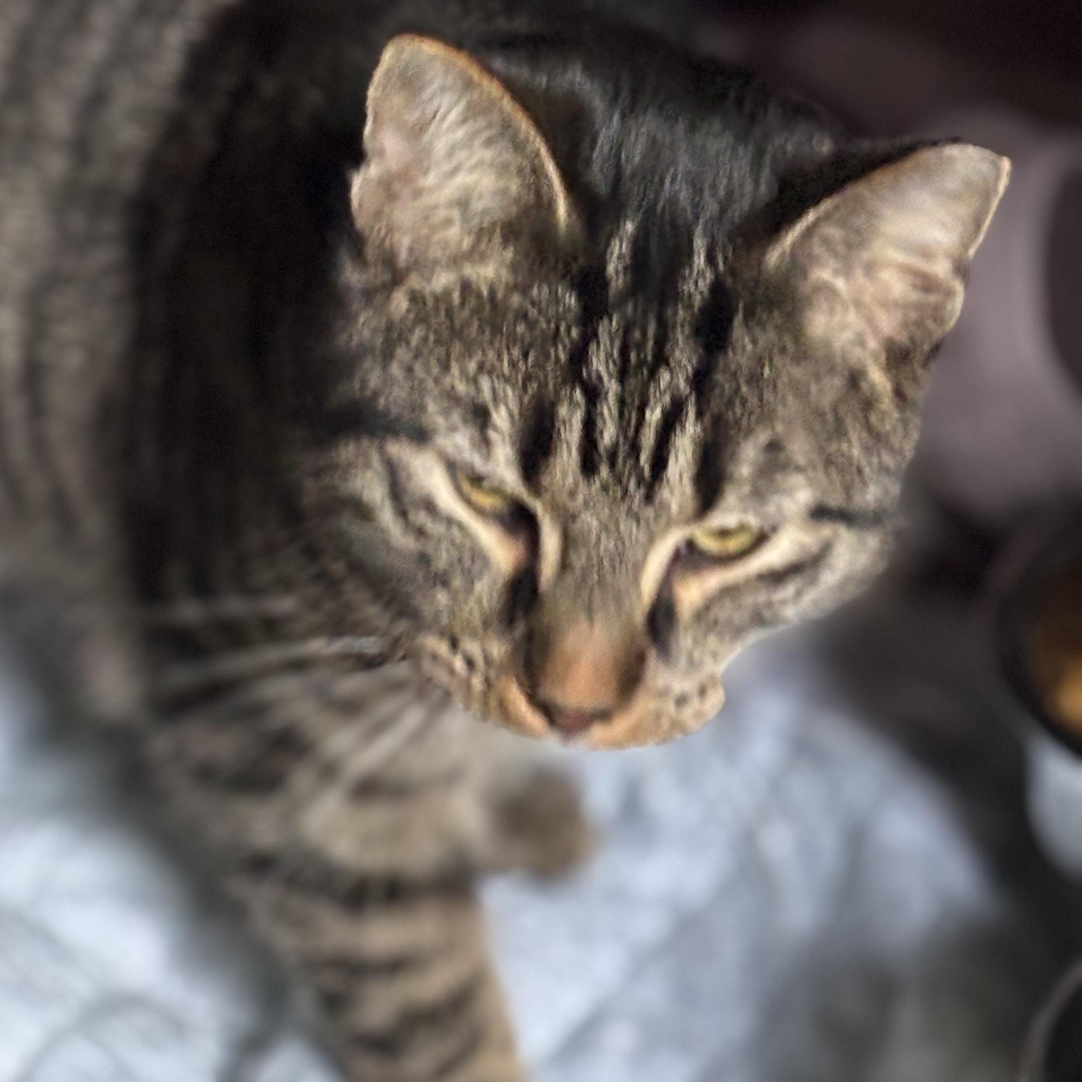 PEANUT, an adopted Domestic Short Hair in Pittsburgh, PA image 2/3