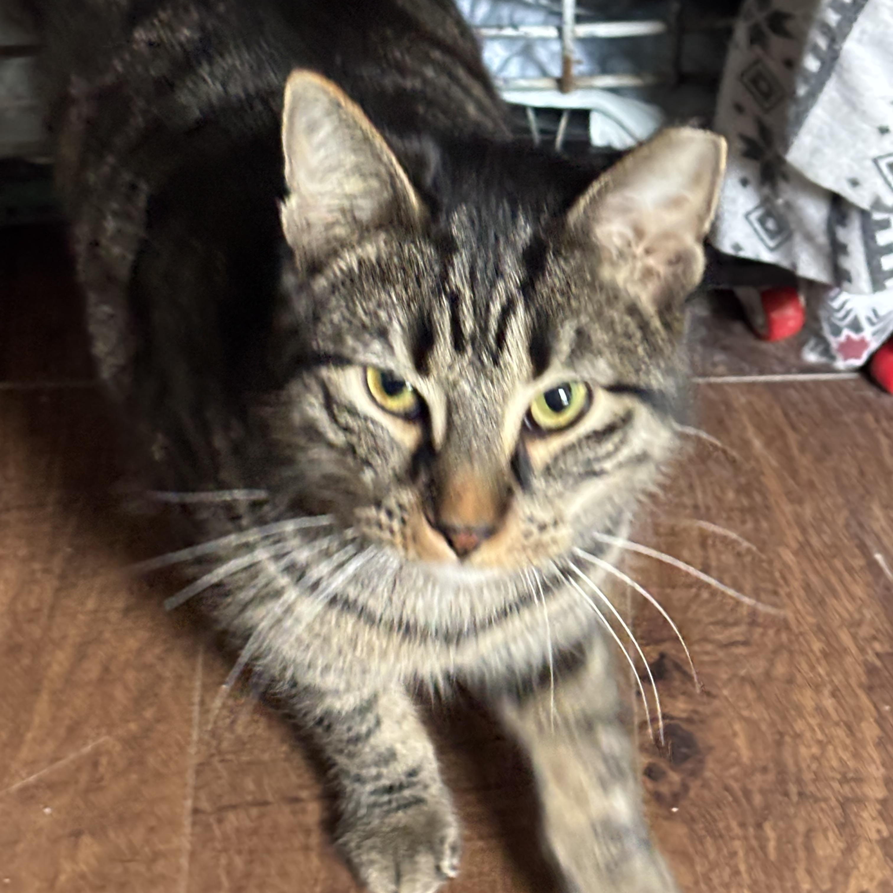 PEANUT, an adopted Domestic Short Hair in Pittsburgh, PA image 1/3