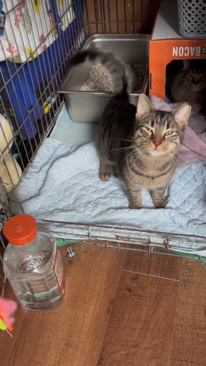 Enlarge PEANUT, an adopted Domestic Short Hair in Pittsburgh, PA video 3/3