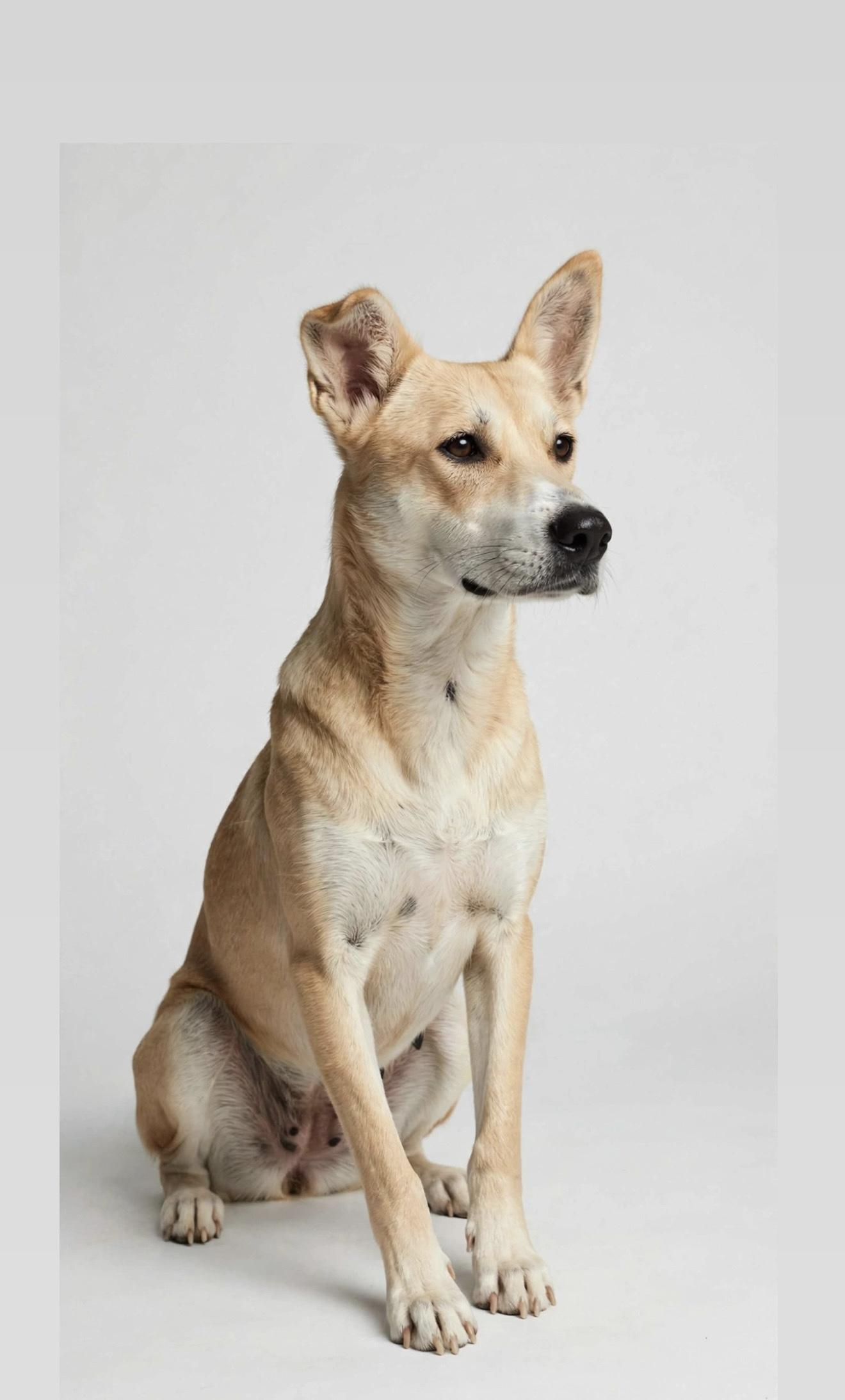 WILLOW, Adopted, Young Female Carolina Dog & Basenji.