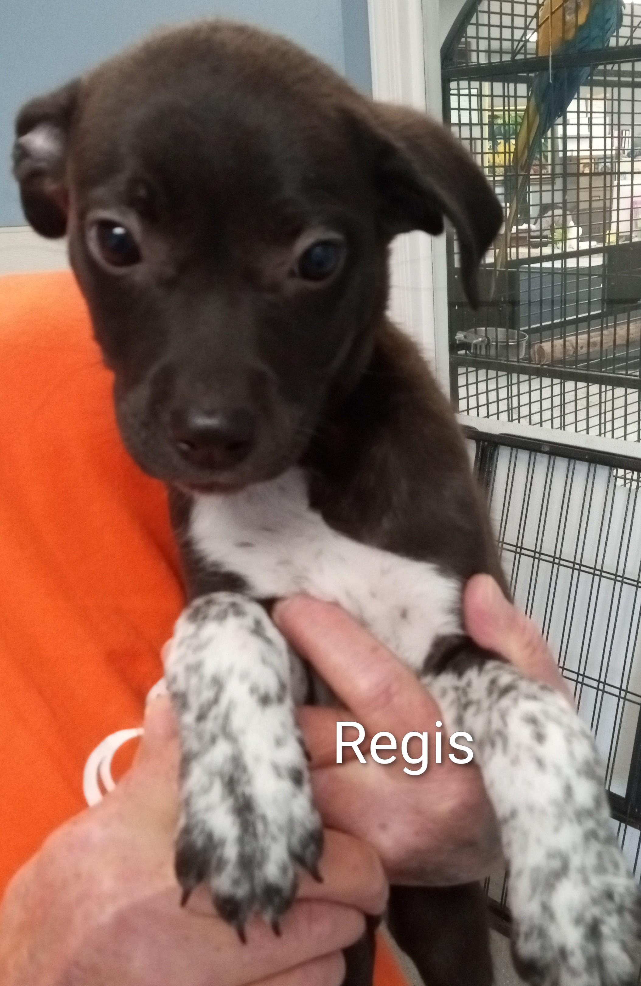 Regis, ADOPTABLE, Puppy Male Border Collie.