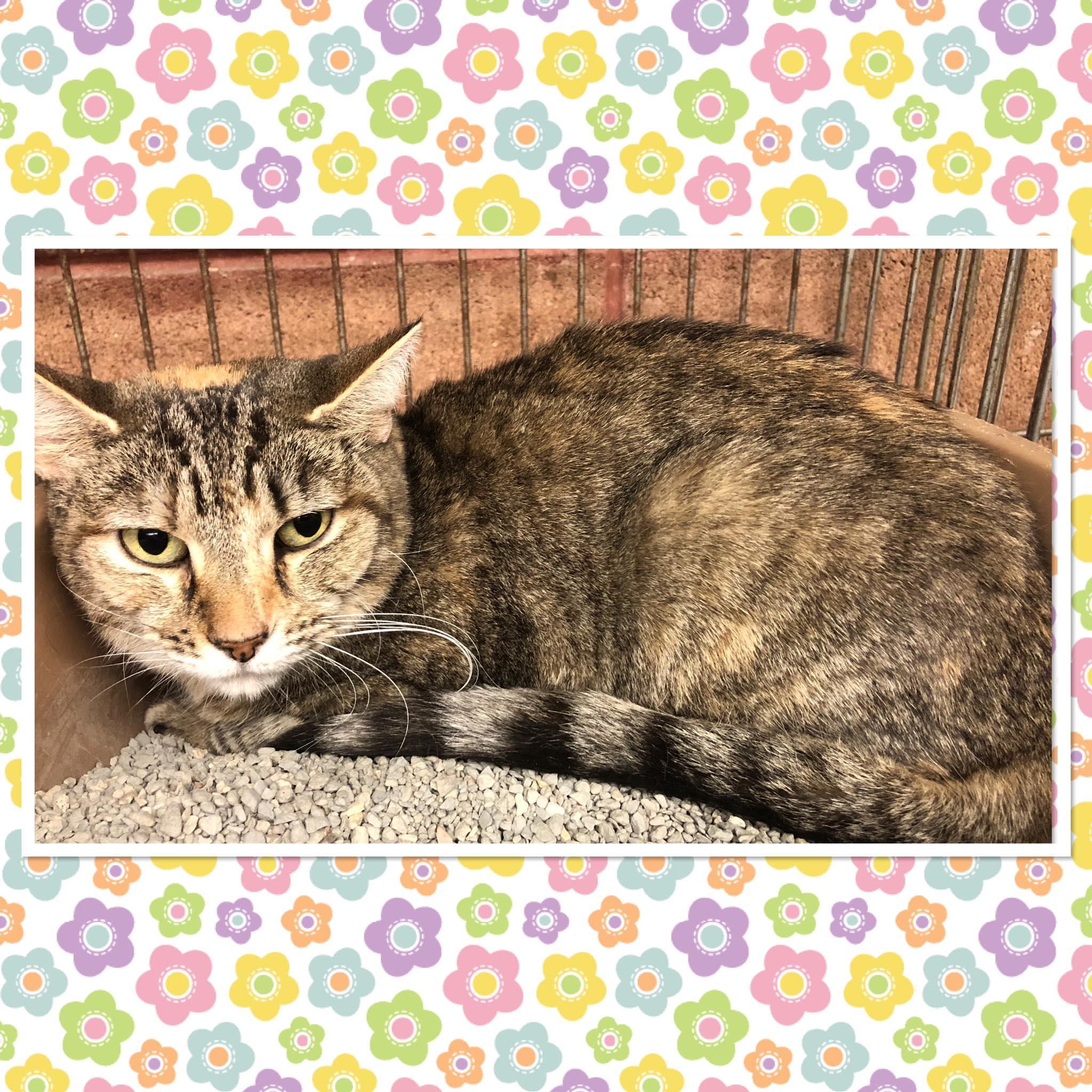 Enlarge WAFFLES, a ADOPTABLE Domestic Short Hair in Buckhannon, WV image 1/1