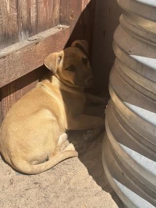 Tau, Adoptable, Puppy Male Shepherd.