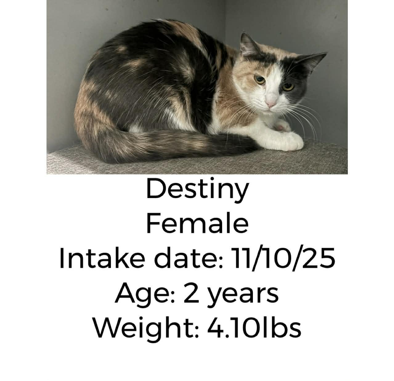 Destiny, ADOPTABLE, Adult Female Domestic Short Hair.