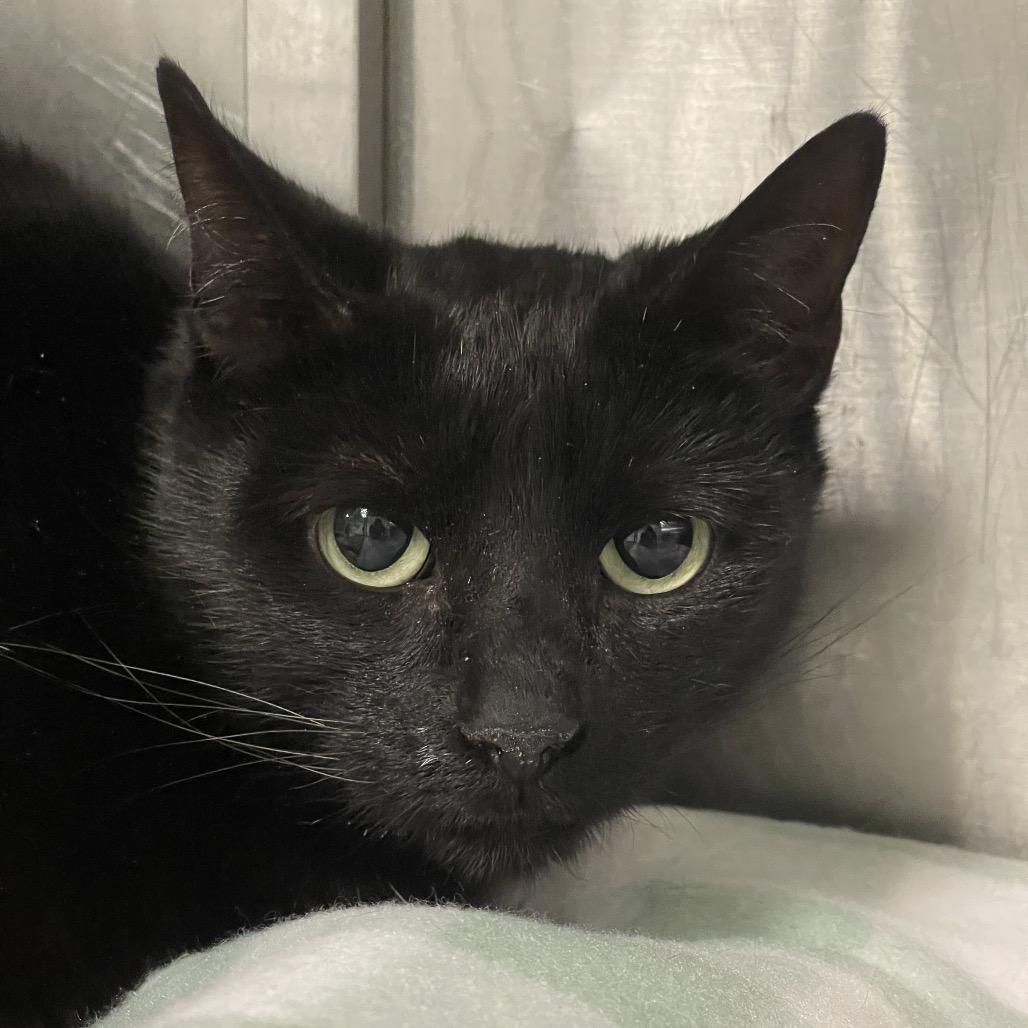 Pria, Adoptable, Adult Female American Shorthair.