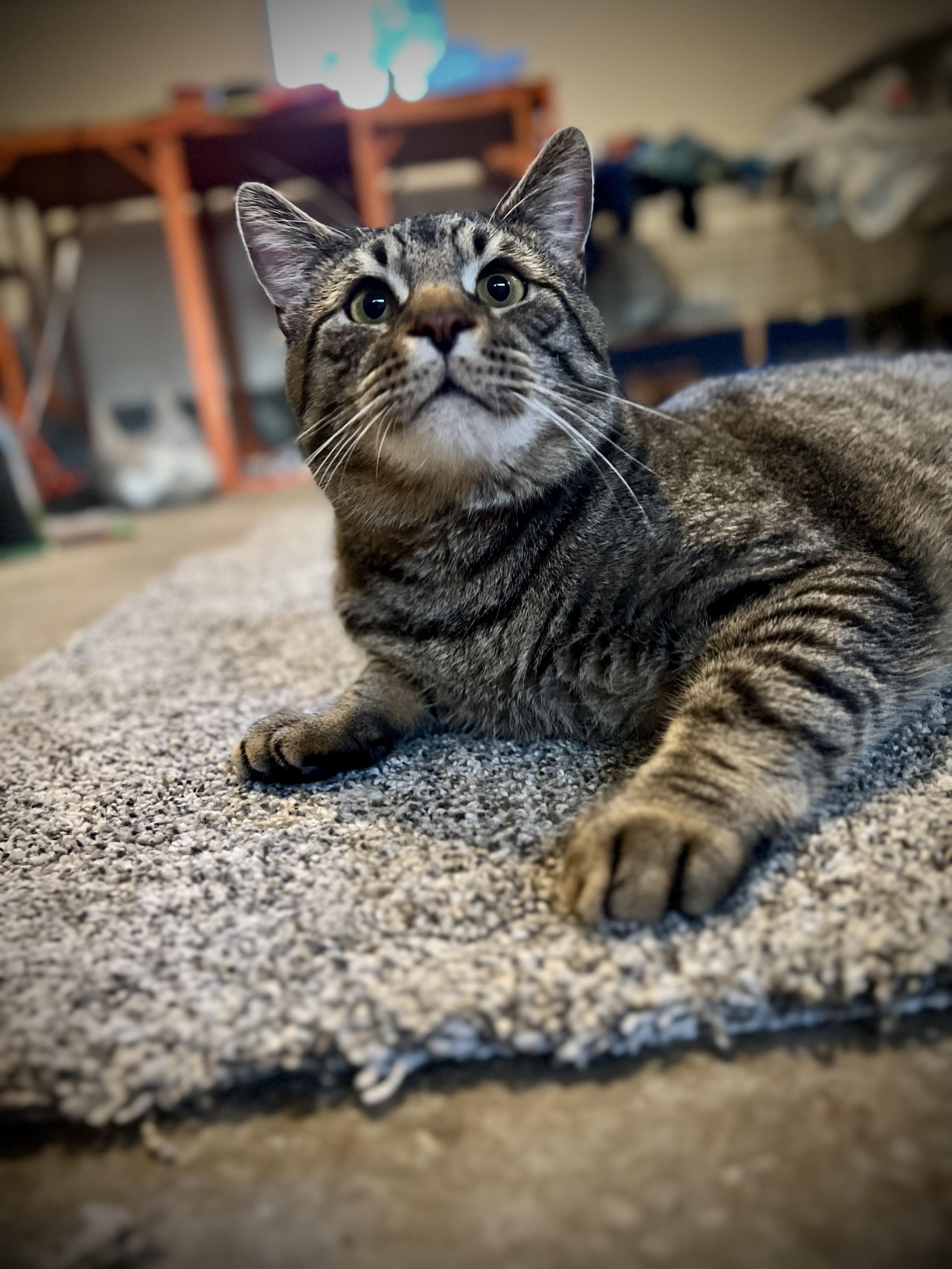 Enlarge Rome-Barn Guardian, a Adoptable Domestic Short Hair in Akron, OH image 1/5