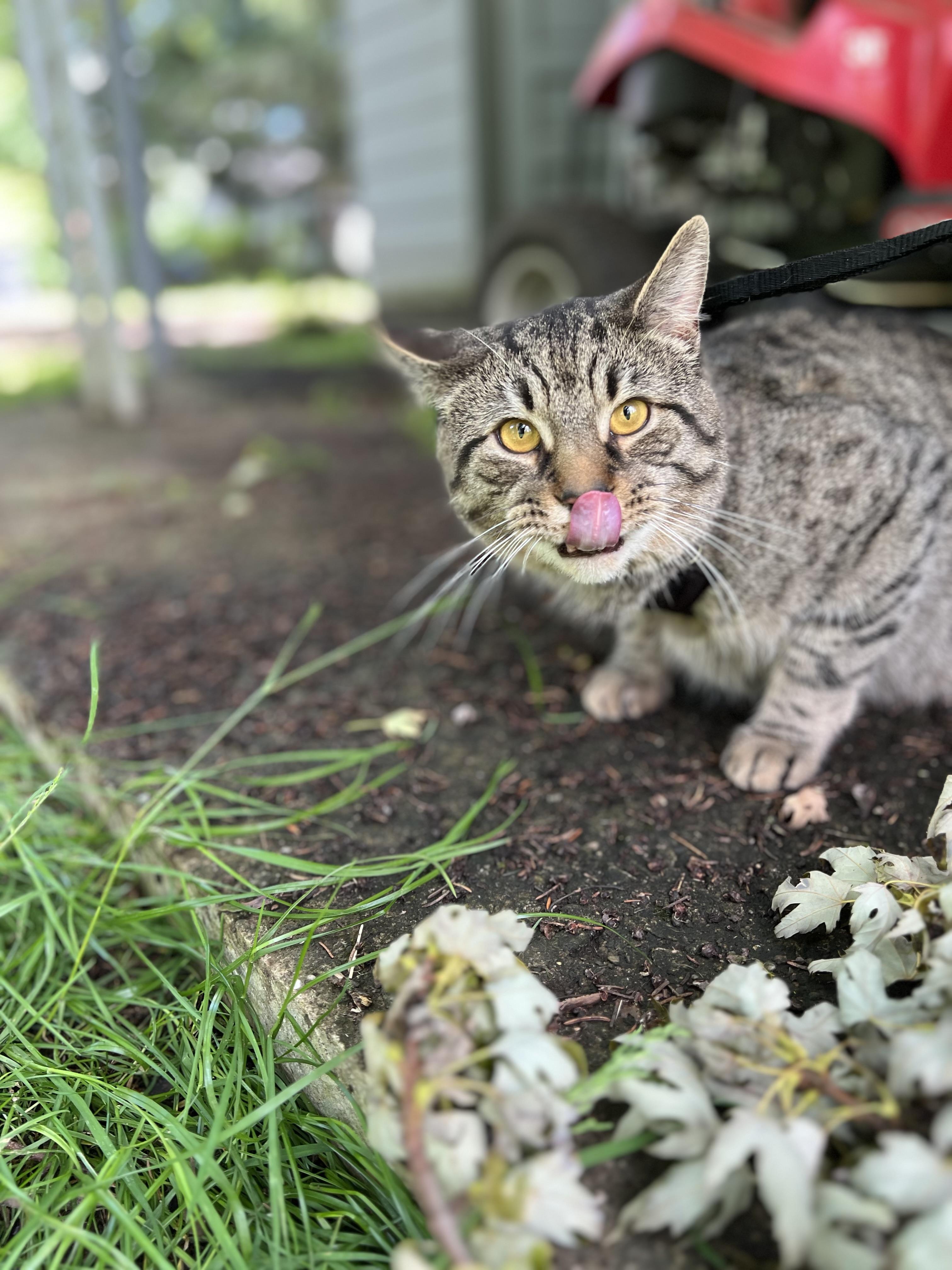 Enlarge Rome-Barn Guardian, a Adoptable Domestic Short Hair in Akron, OH image 3/5