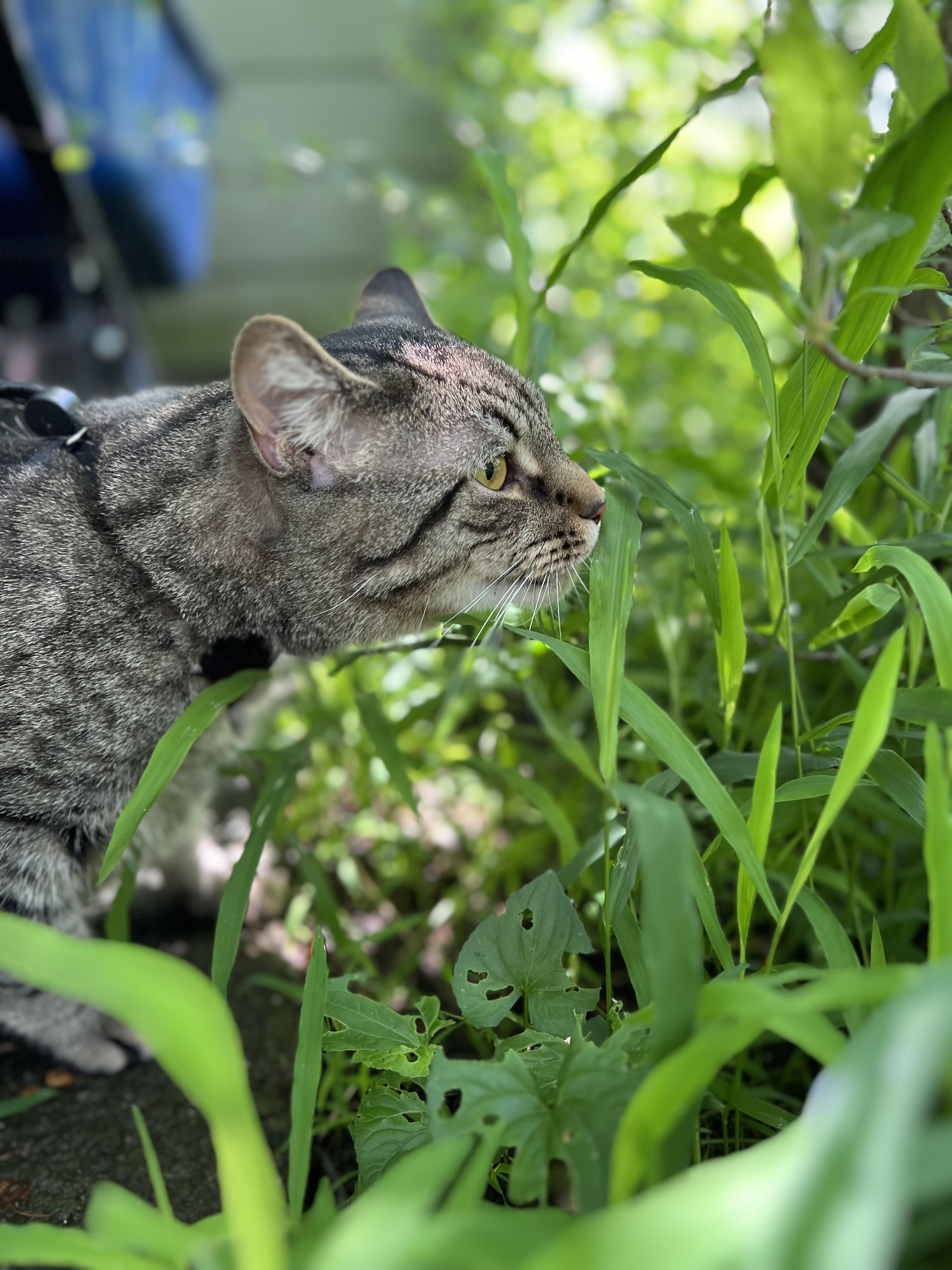 Enlarge Rome-Barn Guardian, a Adoptable Domestic Short Hair in Akron, OH image 4/5