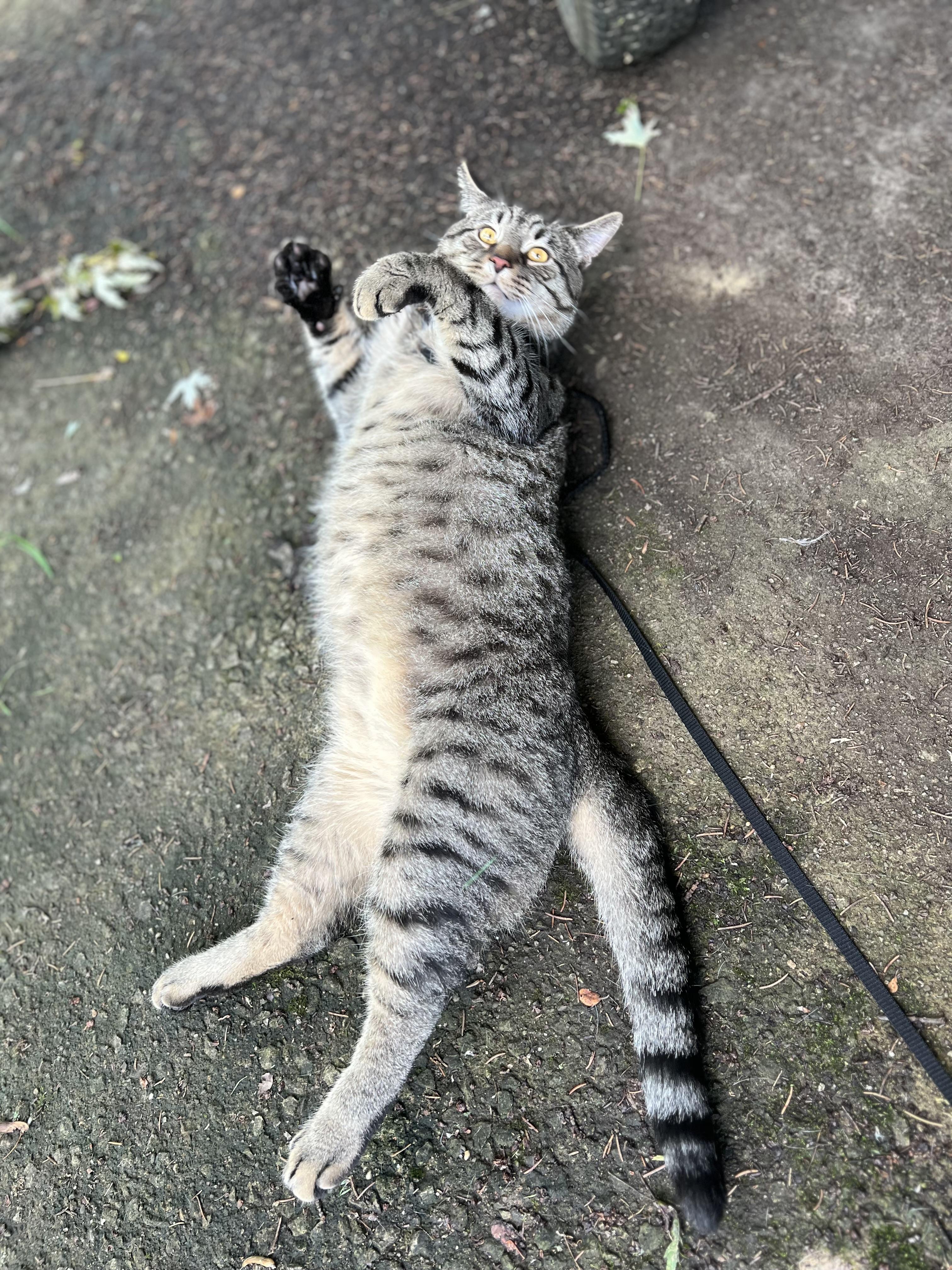 Enlarge Rome-Barn Guardian, a Adoptable Domestic Short Hair in Akron, OH image 5/5