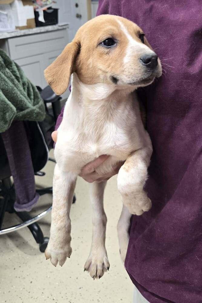 Grady, Adoptable, Puppy Male Hound.