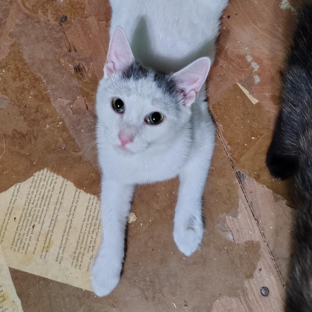 Cinderella, a Adoptable mixed breed in Wilmington, NC image 1/6