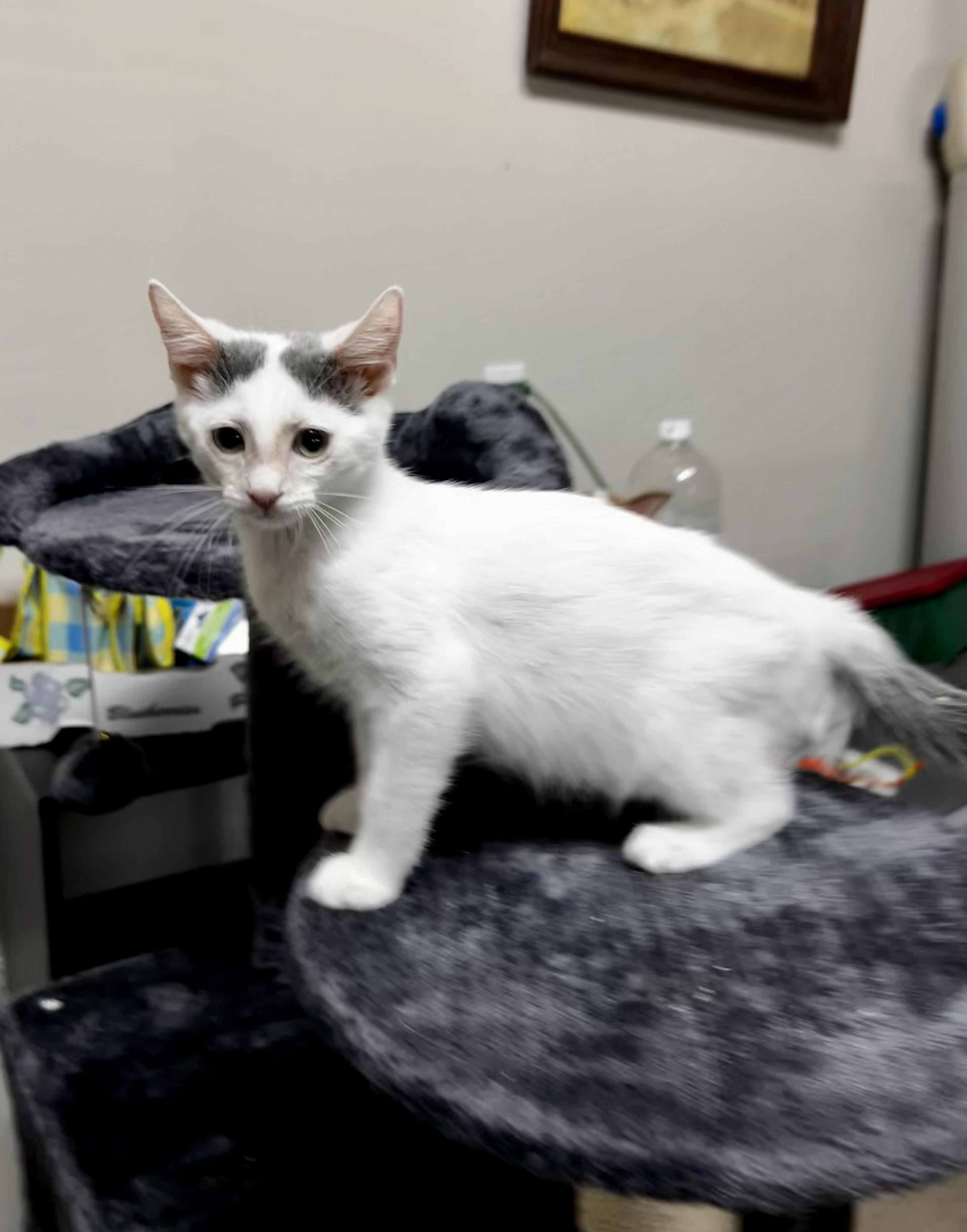 Cinderella, a Adoptable mixed breed in Wilmington, NC image 3/6