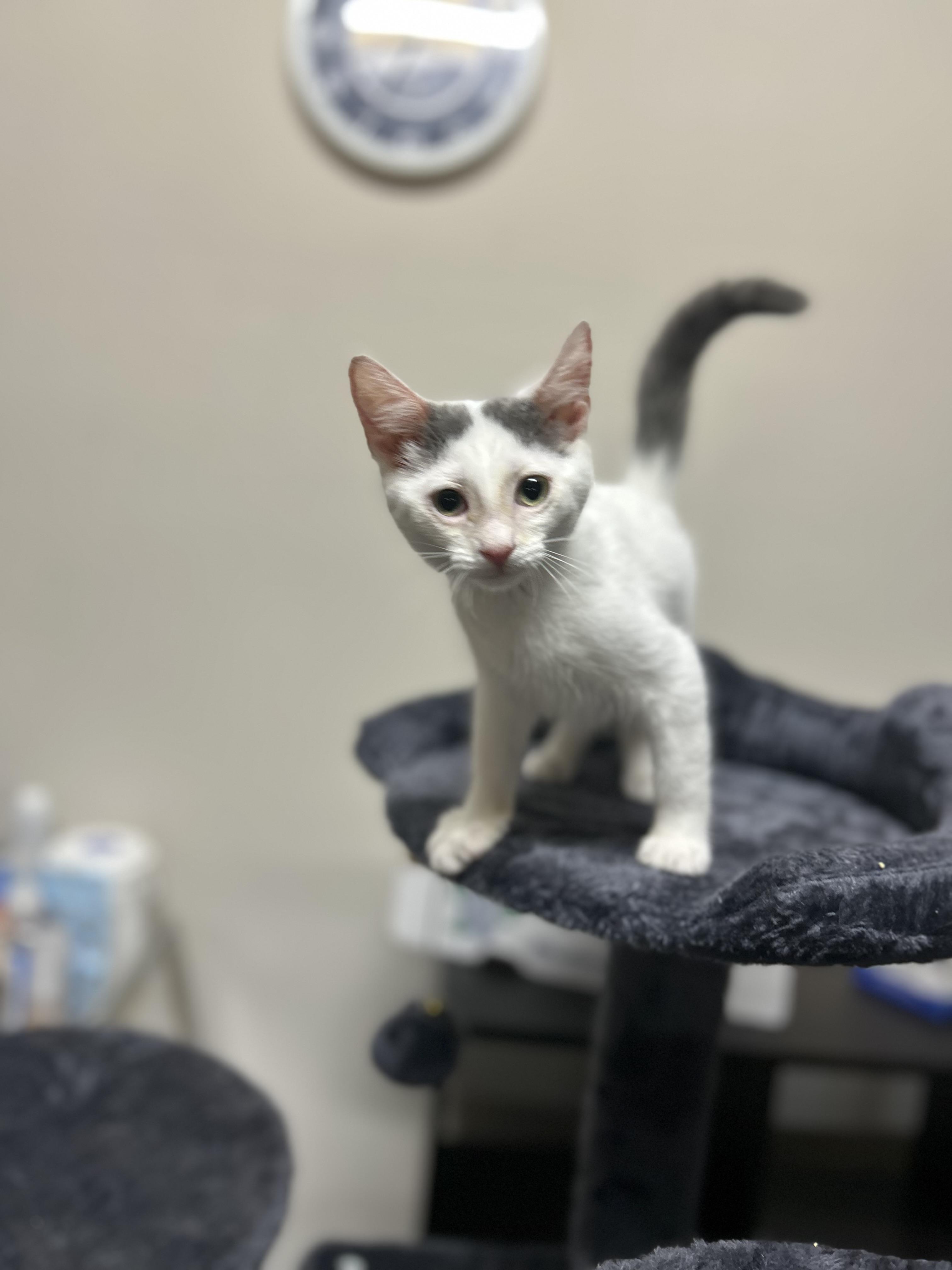 Cinderella, a Adoptable mixed breed in Wilmington, NC image 6/6