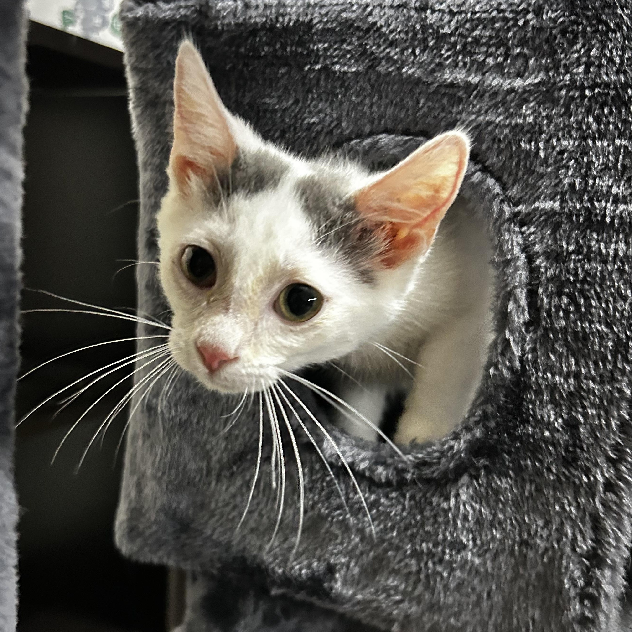 Cinderella, a Adoptable mixed breed in Wilmington, NC image 4/6