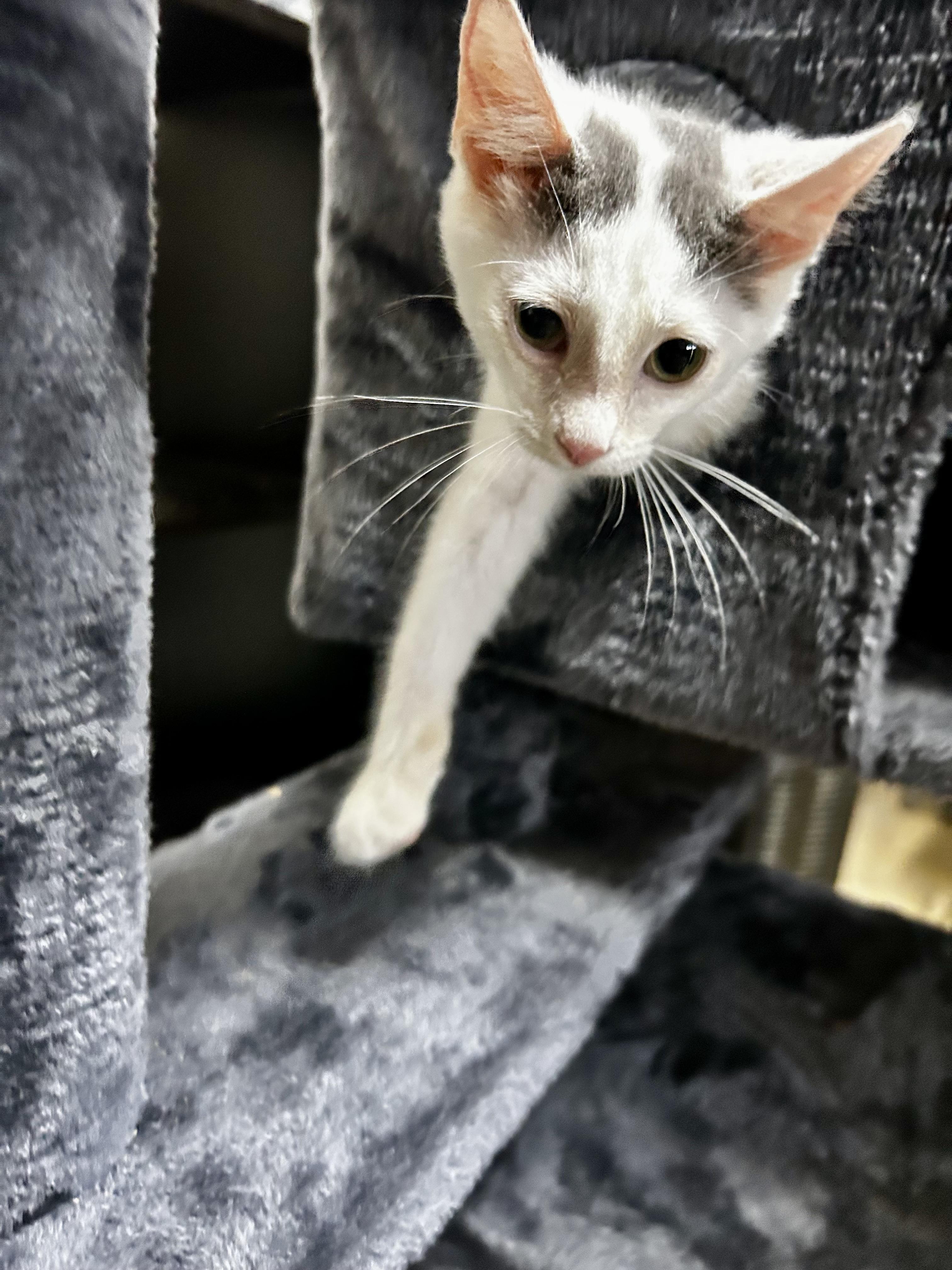 Cinderella, a Adoptable mixed breed in Wilmington, NC image 5/6