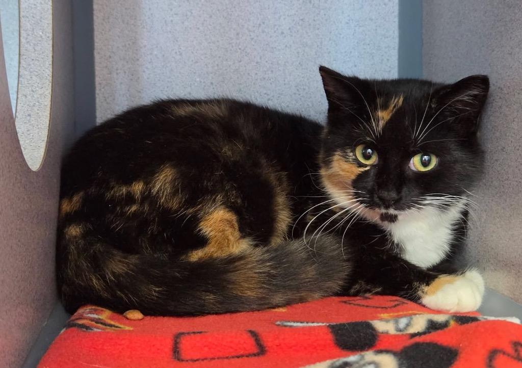 Enlarge Myrna, a Adopted Calico in Liverpool, NY image 2/2