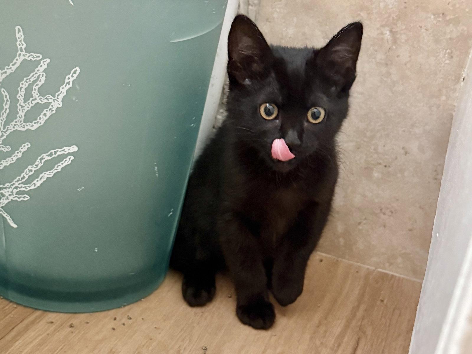 Enlarge Gato, a Adopted mixed breed in Laguna Niguel, CA image 1/3