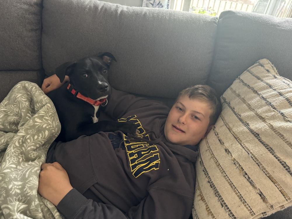 Enlarge Jedidiah (Jed), a Adoptable mixed breed in Dorr, MI image 2/6