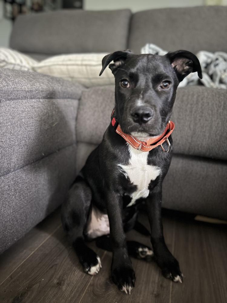 Enlarge Jedidiah (Jed), a Adoptable mixed breed in Dorr, MI image 3/6