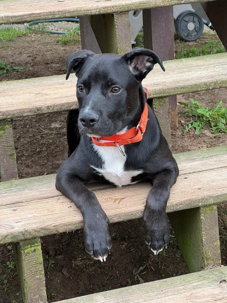 Enlarge Jedidiah (Jed), a Adoptable mixed breed in Dorr, MI image 4/6