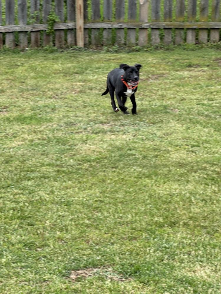 Enlarge Jedidiah (Jed), a Adoptable mixed breed in Dorr, MI image 5/6