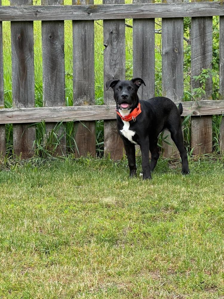 Enlarge Jedidiah (Jed), a Adoptable mixed breed in Dorr, MI image 6/6