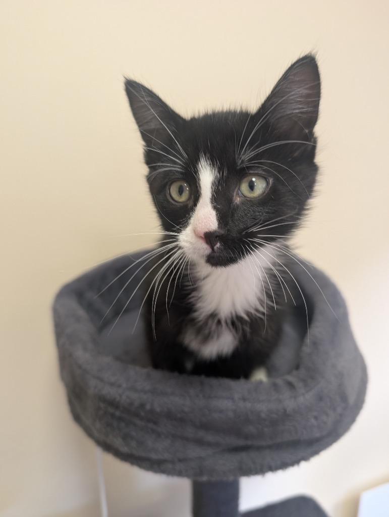 Mtn Dew, Adoptable, Kitten Male Domestic Short Hair.