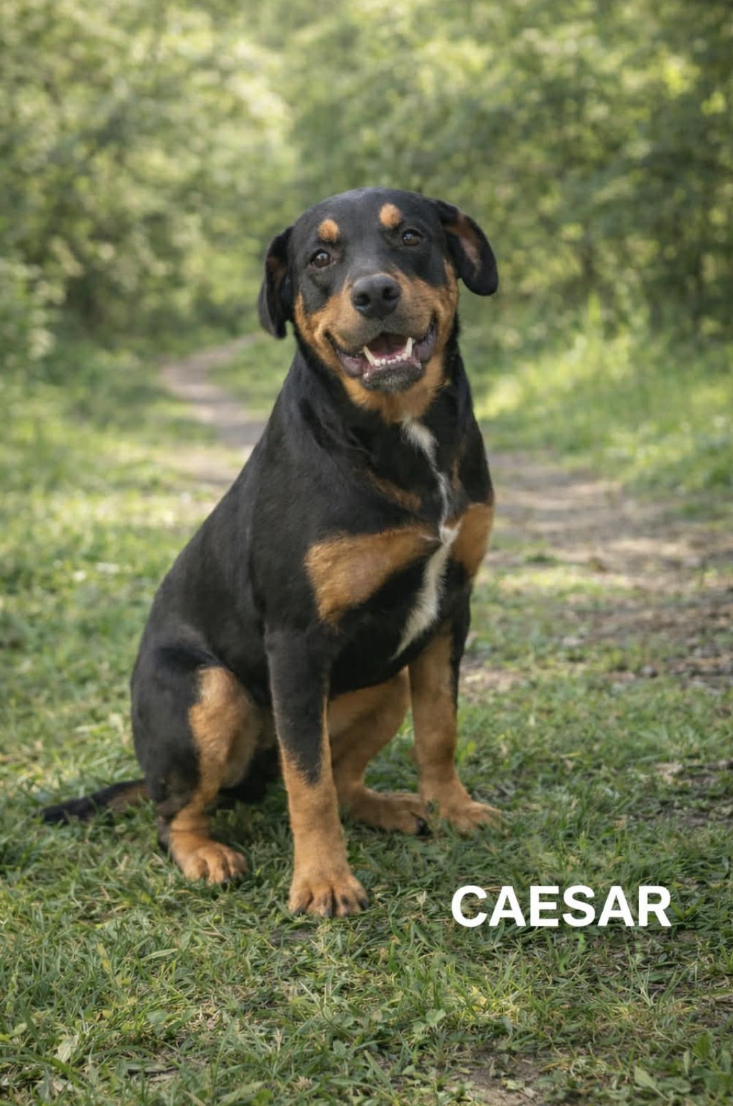 Enlarge Caesar, an adopted mixed breed in St Joseph, MI image 4/6