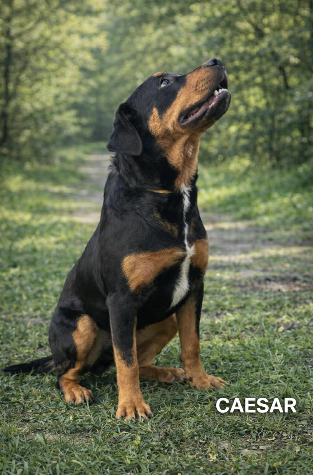 Enlarge Caesar, an adopted mixed breed in St Joseph, MI image 6/6