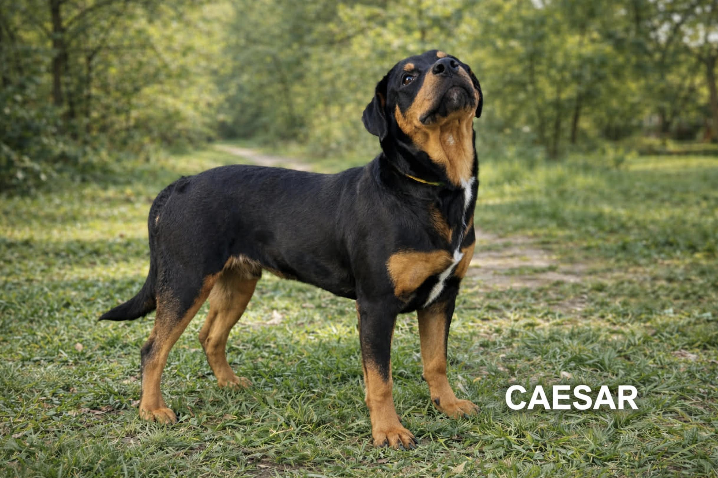 Enlarge Caesar, an adopted mixed breed in St Joseph, MI image 3/6