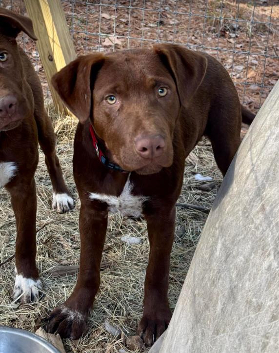 Red, adopted, Puppy Male Labrador Retriever.