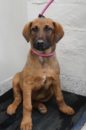 Champ, Adoptable, Puppy Male German Shepherd Dog & Mixed Breed.