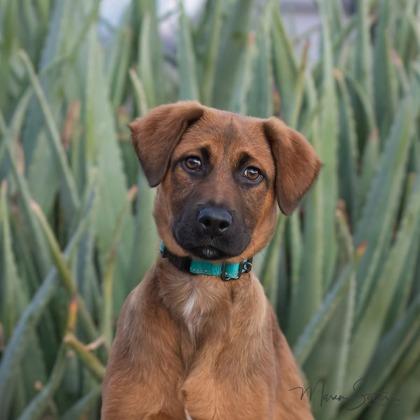 Enlarge Champ, a Adoptable mixed breed in Scottsdale, AZ image 2/3