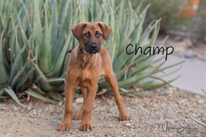 Enlarge Champ, a Adoptable mixed breed in Scottsdale, AZ image 3/3