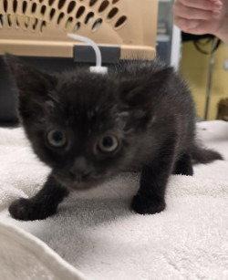 CA 133 Fuzzy, Adoptable, Kitten Female Domestic Short Hair.