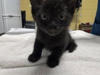 CA 133 Fuzzy, a Adoptable Domestic Short Hair in Glen Allen, VA image 2/3