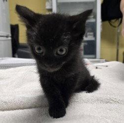 CA 133 Fuzzy, a Adoptable Domestic Short Hair in Glen Allen, VA image 3/3