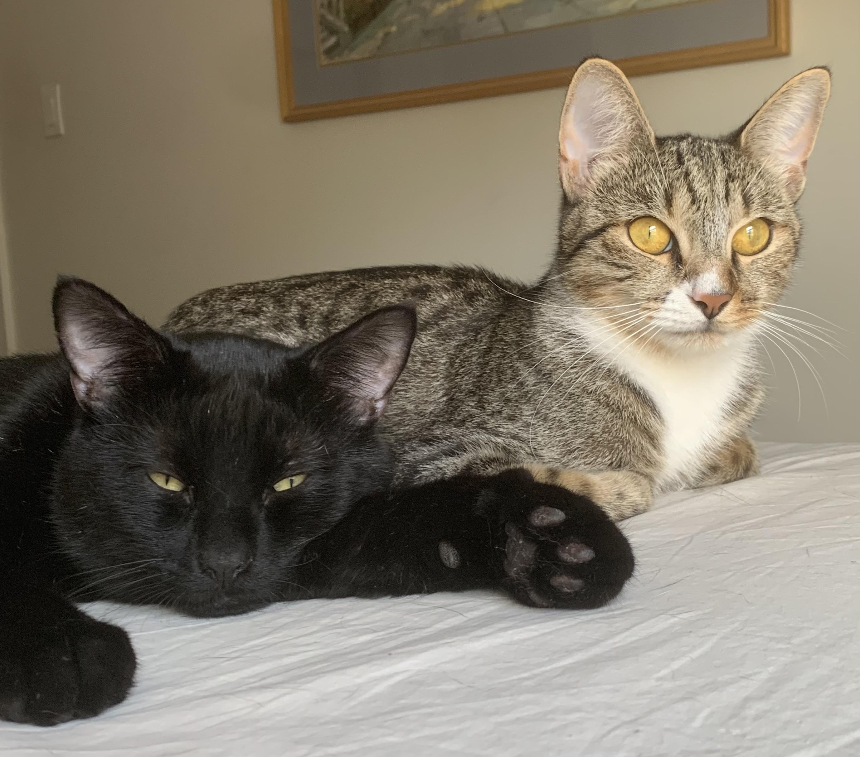 Enlarge Patric, a Adoptable Domestic Short Hair in Brooklyn, NY image 3/5