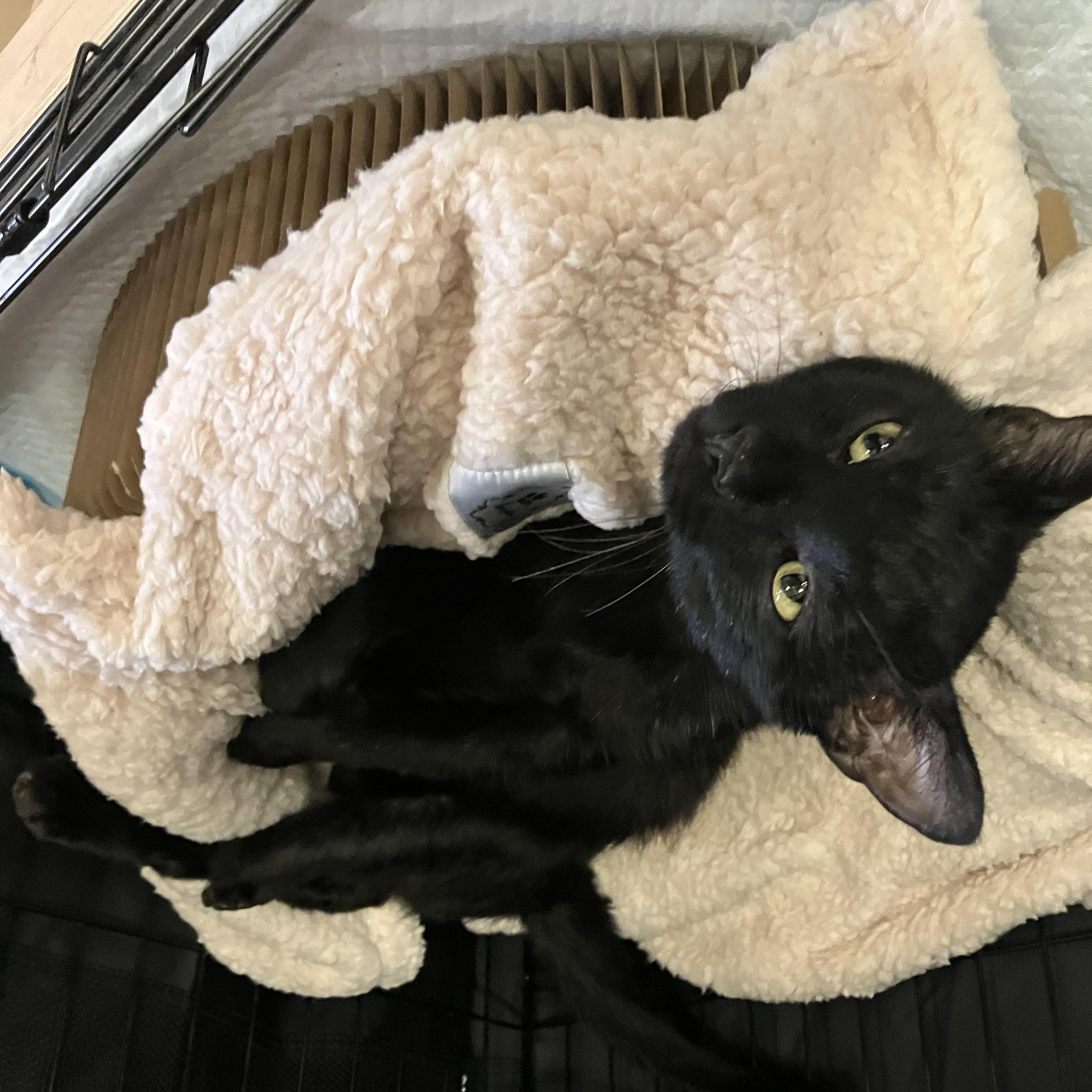 Enlarge Patric, a Adoptable Domestic Short Hair in Brooklyn, NY image 4/5